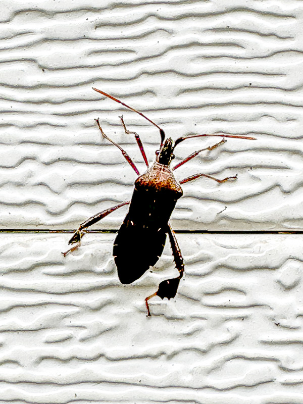 2024 09 30 Leaf-footed bug i1095
