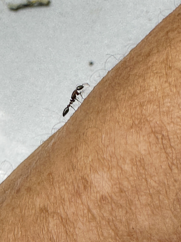 2024 09 30 Unidentified ant i1149