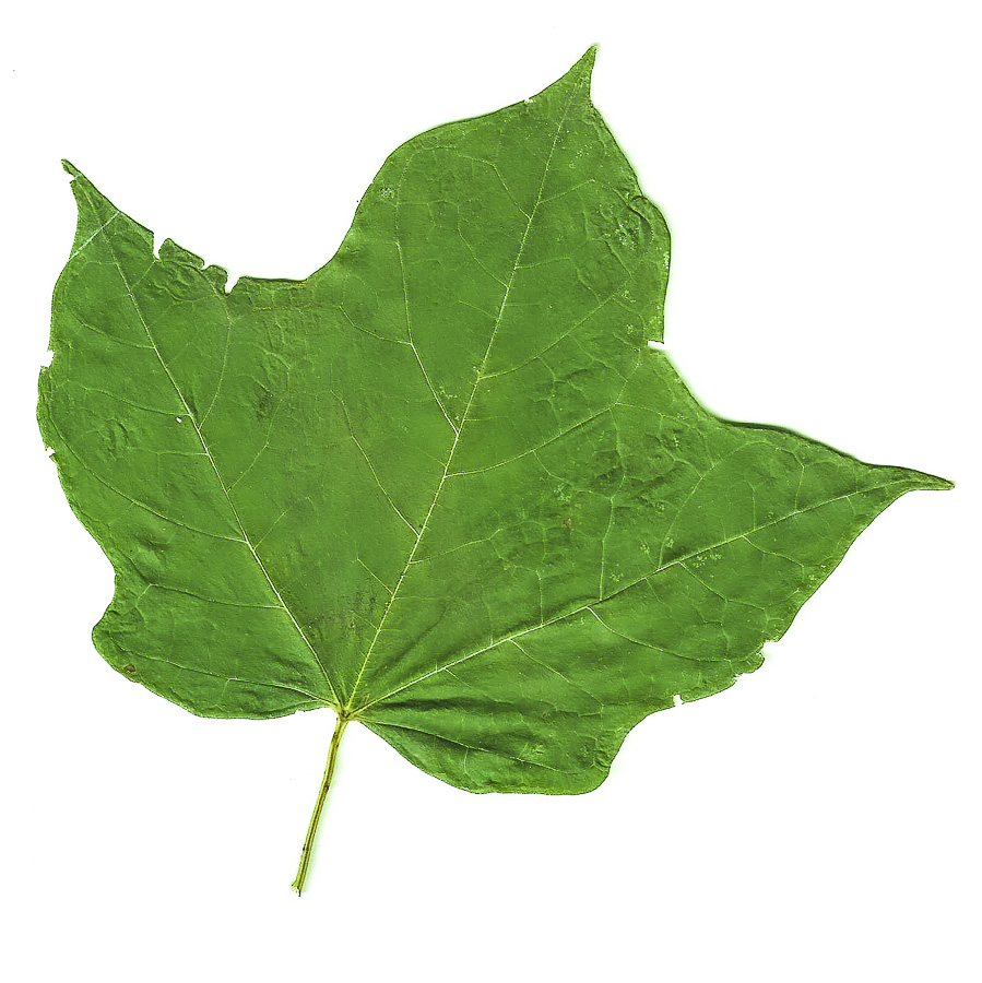 09 20 Mother Maple 01b