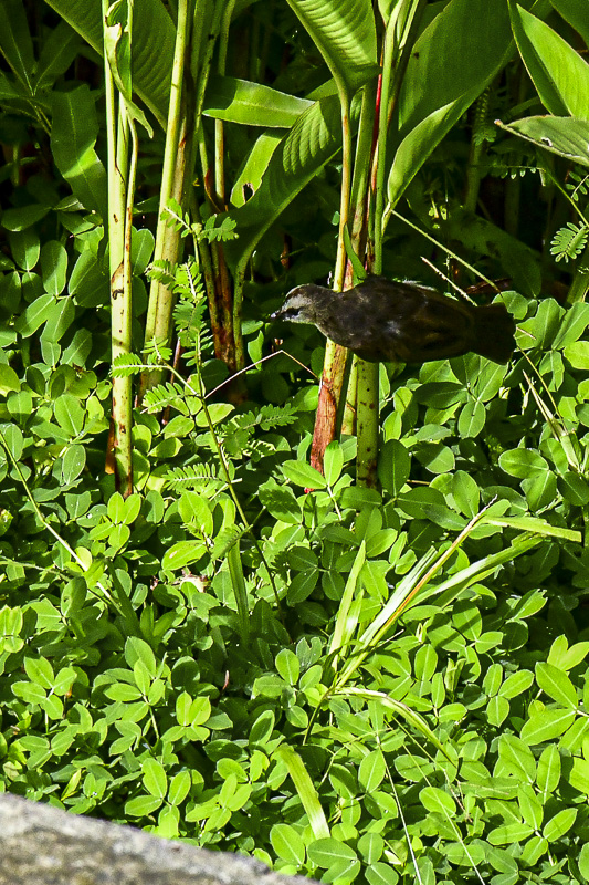 08 25 Possibly Yellow-vented Bulbul 4245