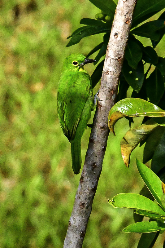 08 25 Greater Green Leafbird female 4249