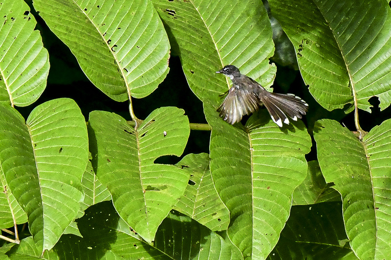 08 25 ?A faintail? 4252