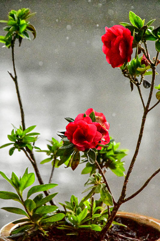 0904 Azalea in a hotel window India-2-2359