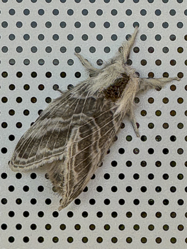 10 30 The large tolype moth i1543