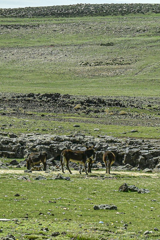 04 02 Burros Moroc-3924