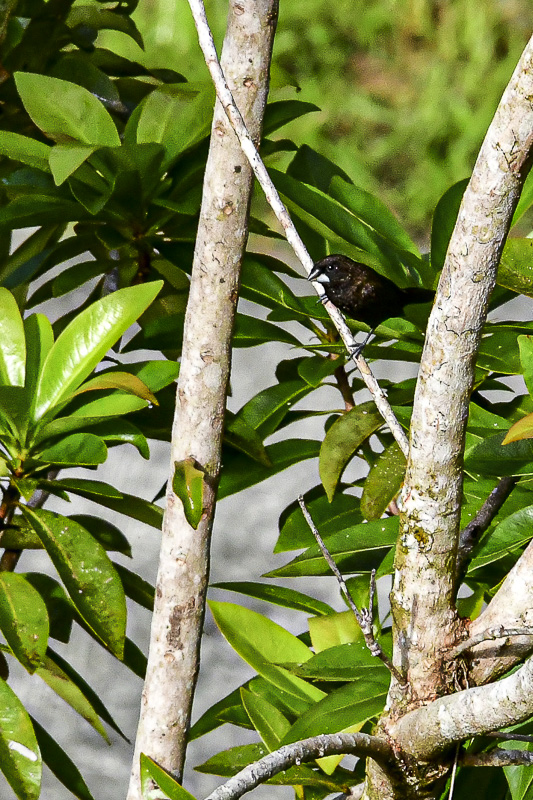 08 25 Dusky Munia 4284
