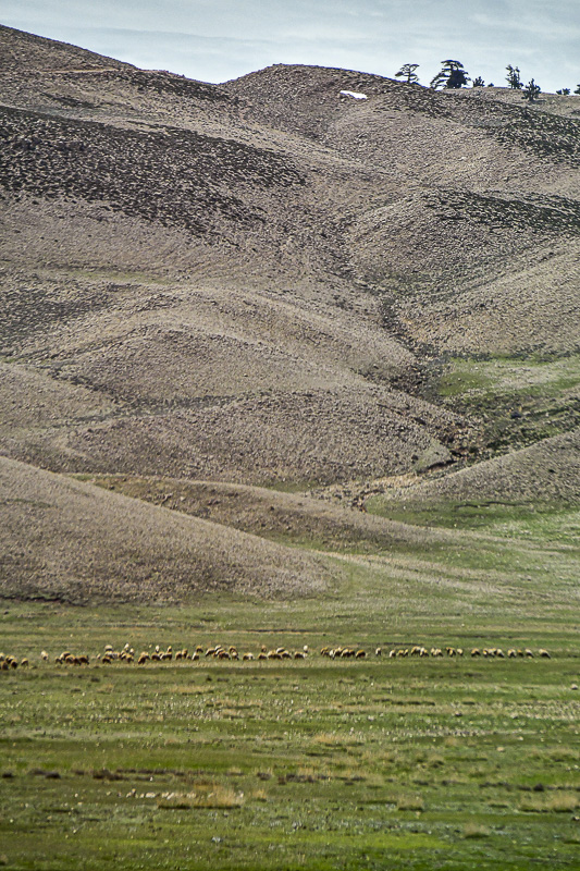 04 02 Landscape and grazing line Moroc-3967