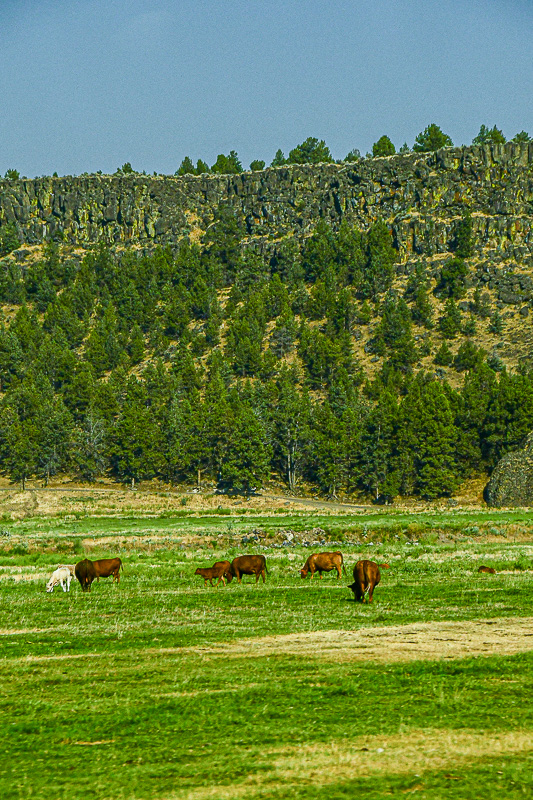 07 18 Basalt, pines, cattle 7786