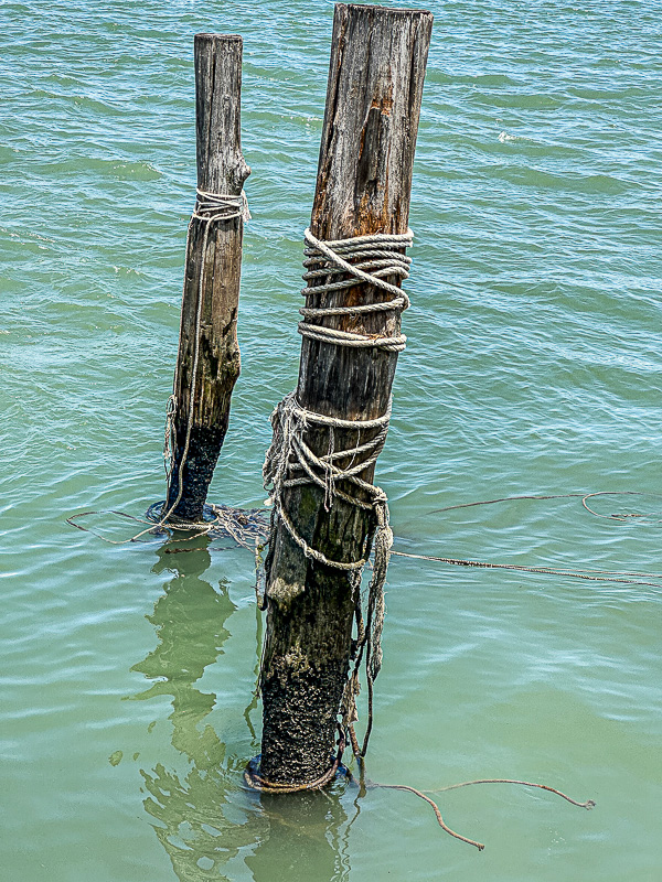 08 26 Pilings eaten away by Teredo worms i0513