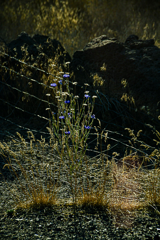 07 18 Cornflower/Batchlor's button in late day backlighting 7804