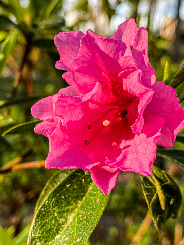 Early azalea i5817