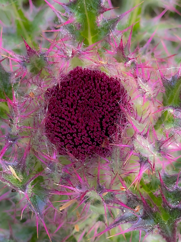 Bull thistle i5836