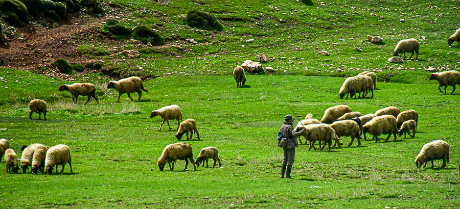 04 02 Lots of sheep, lots of shephards Moroc-DSC_3979