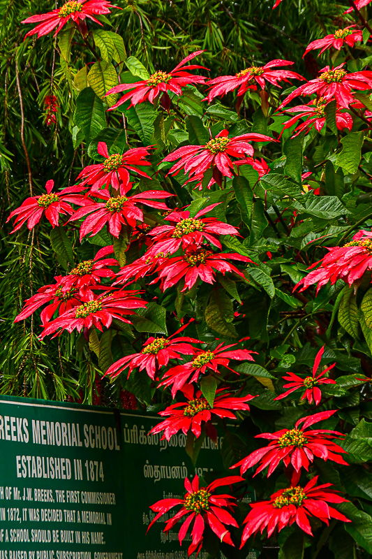 09 04 Pointsettias at Breeks Memorial School India-2-2415