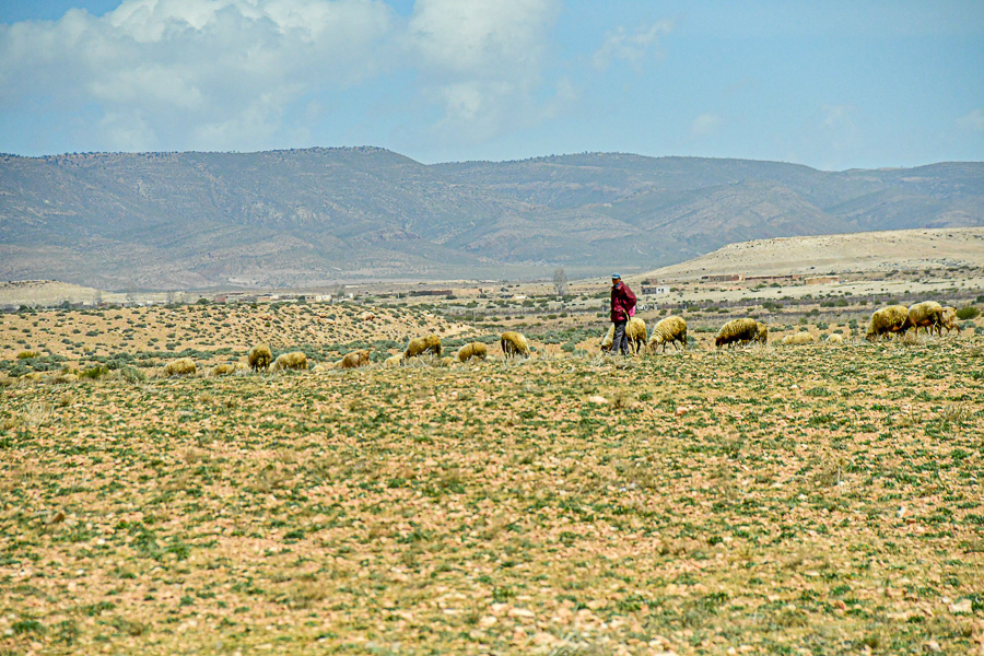 04 02 Lonely life of a shepherd Moroc-4036