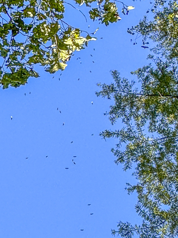 2024 10 17 Turkey vulture migration i1378
