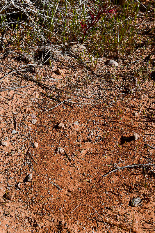 05 03 Big-headed ant nest site Utah19-2-1334