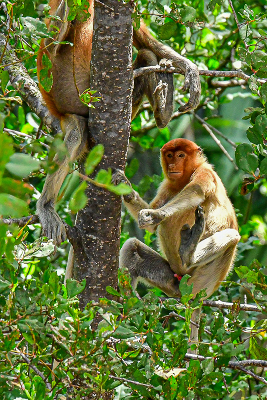 08 26 Proboscis monkeys 4576