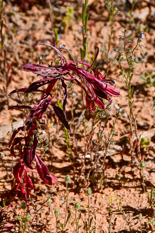 05 03 An evening primrose Utah19-2-1338