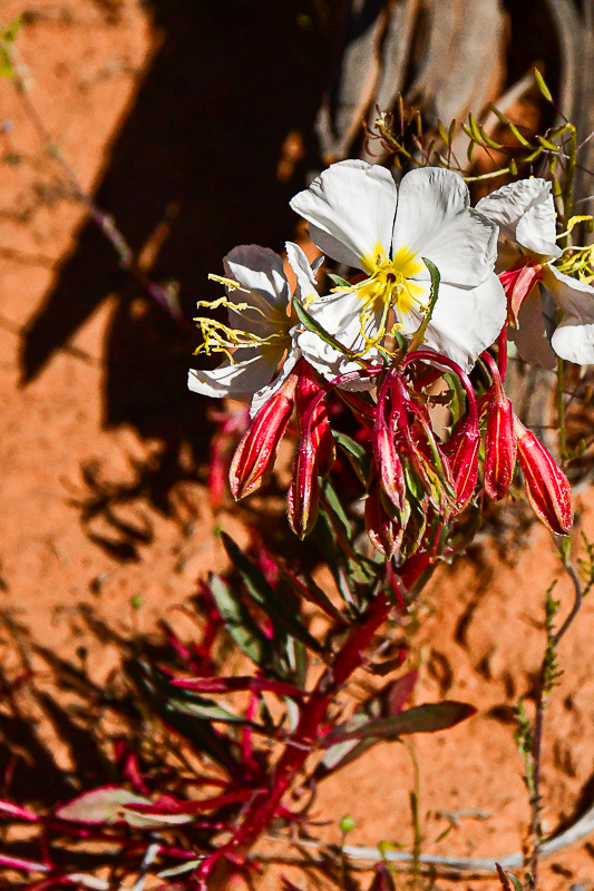 05 03 An evening primrose Utah19-2-1340