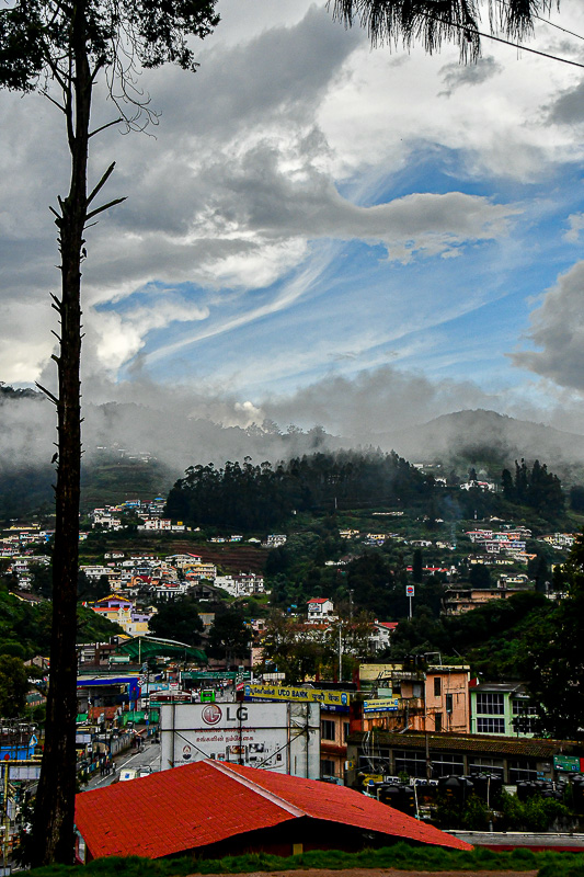 'Ooty' - Uhdagamandalum (Udagamandalum)