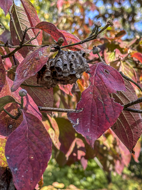 10 21 Remnant of summer i1443