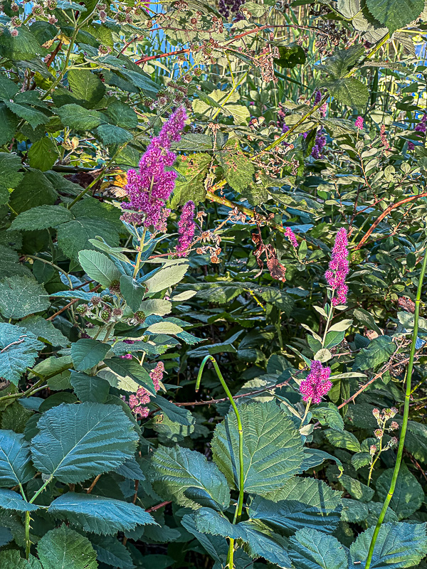 07 19 Rose spirea among cane berries i6949