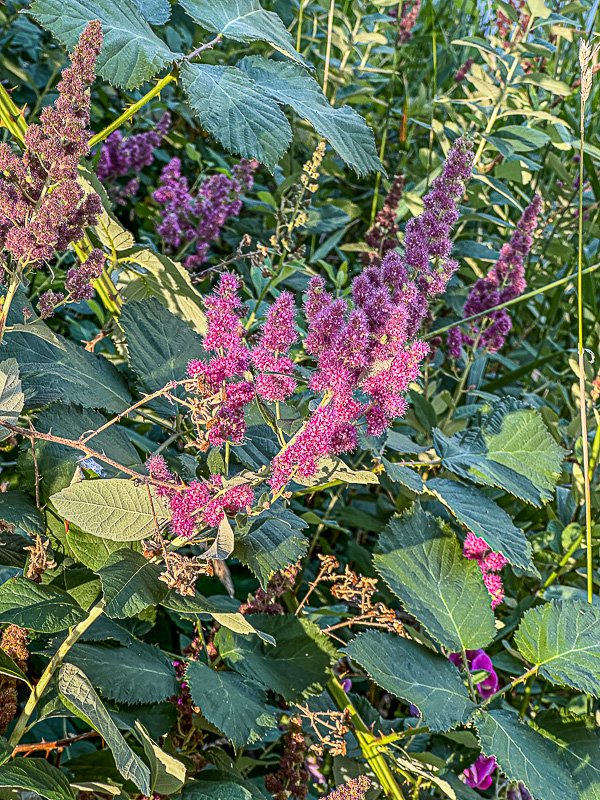 07 19 Rose spirea among cane berries i6950