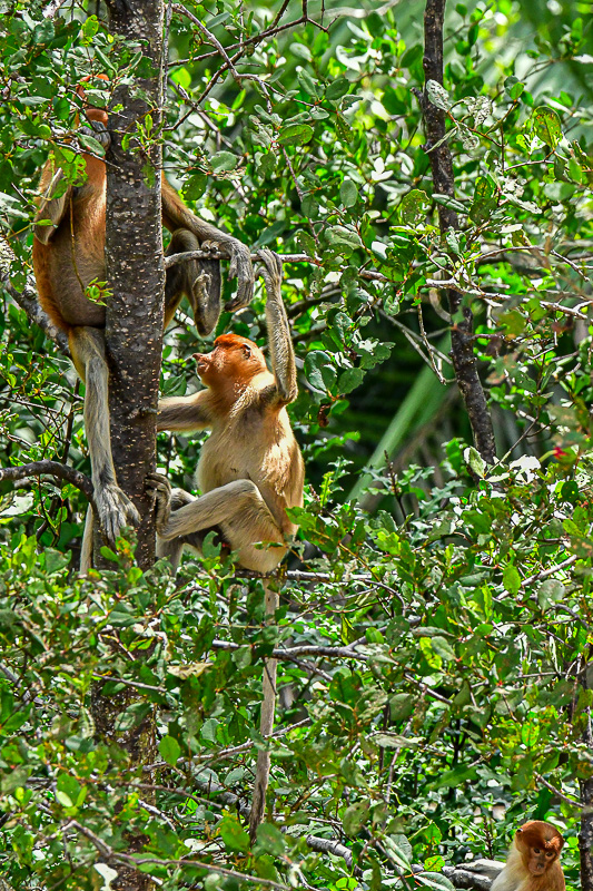 08 26 Proboscis monkey 4582