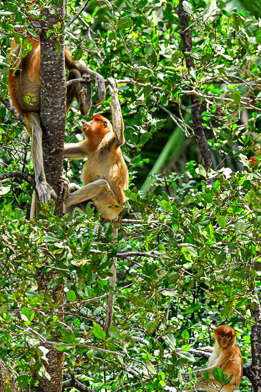 08 26 Proboscis monkeys 4584