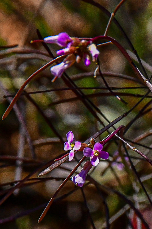 05 03 Possibly Lemmon's rockcress Utah19-2-1346