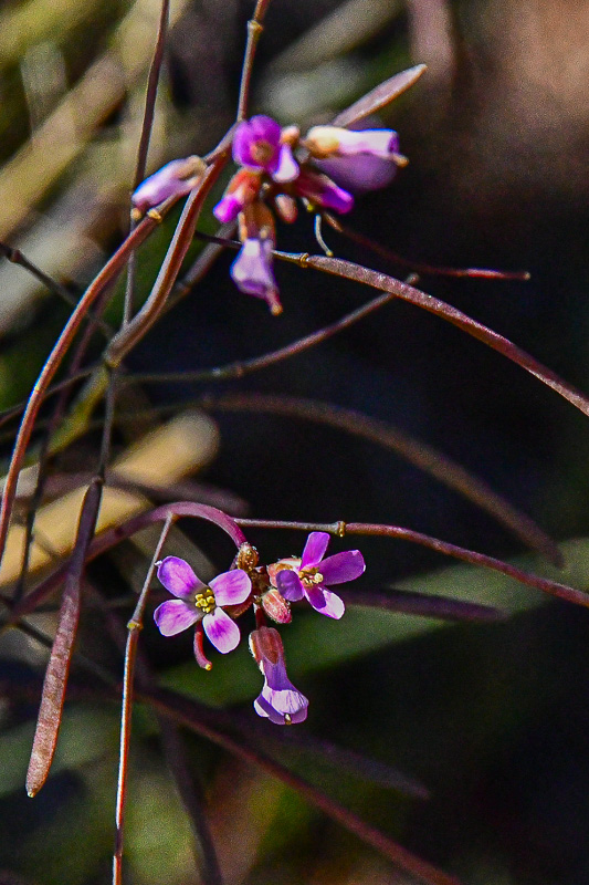 05 03 Possibly Lemmon's rockcress Utah19-2-1347