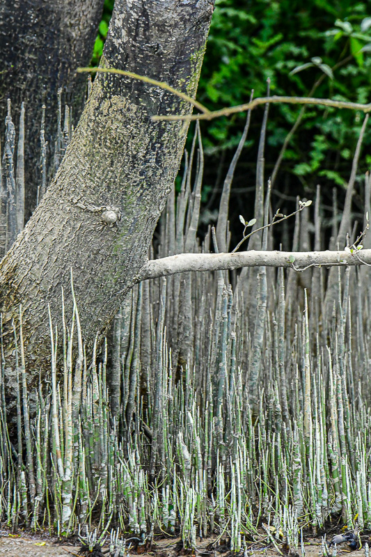 08 26 Mangrove roots 4603