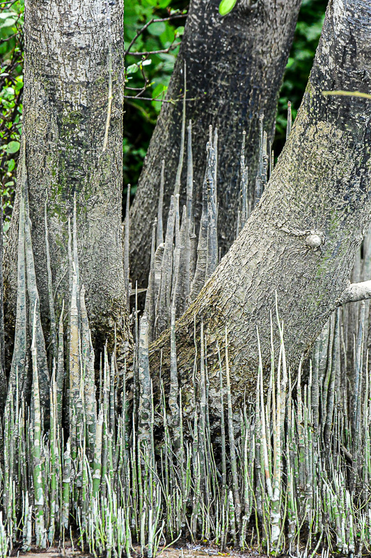 08 26 Mangrove roots 4604