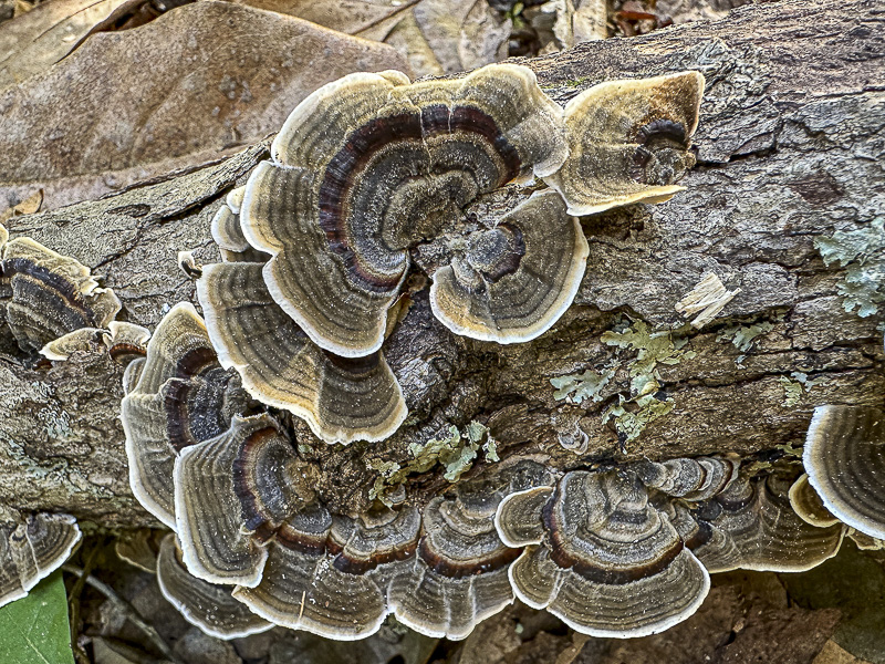 2024 10 25 Believe to be Turkey Tail fungus i1479