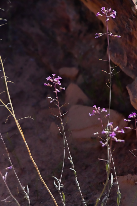 05 03 Possibly Lemmon's rockcress Utah19-2-1353