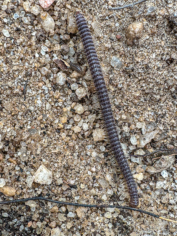 2024 11 09 TBD millipede i1623