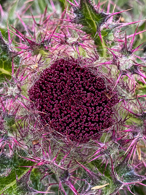 Bull thistle i5841
