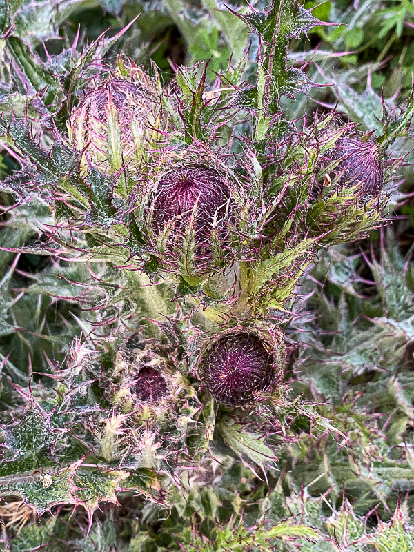 Bull thistle i5846