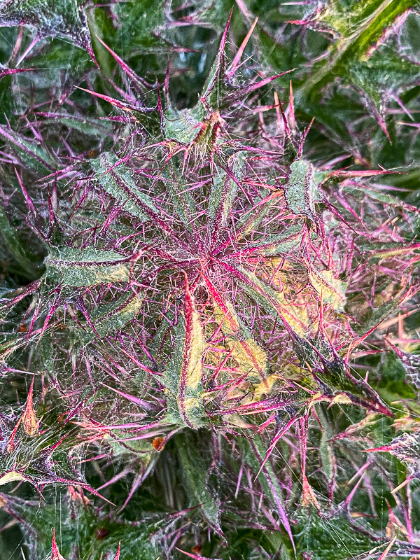 Bull thistle i5848