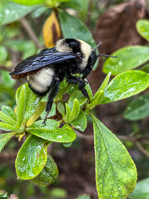 American bumble bee? i5805-2