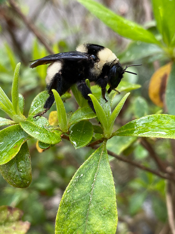 American bumble bee? i5807-2