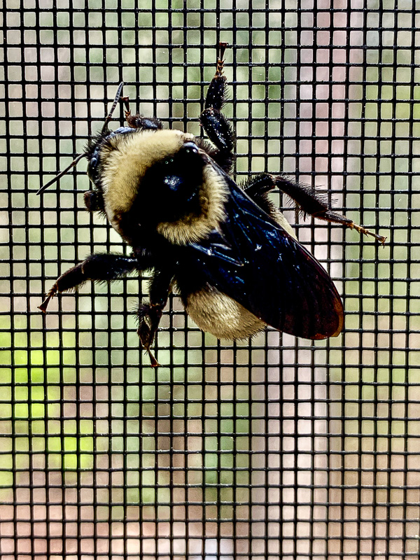 Black and gold bumble bee? E5803-2