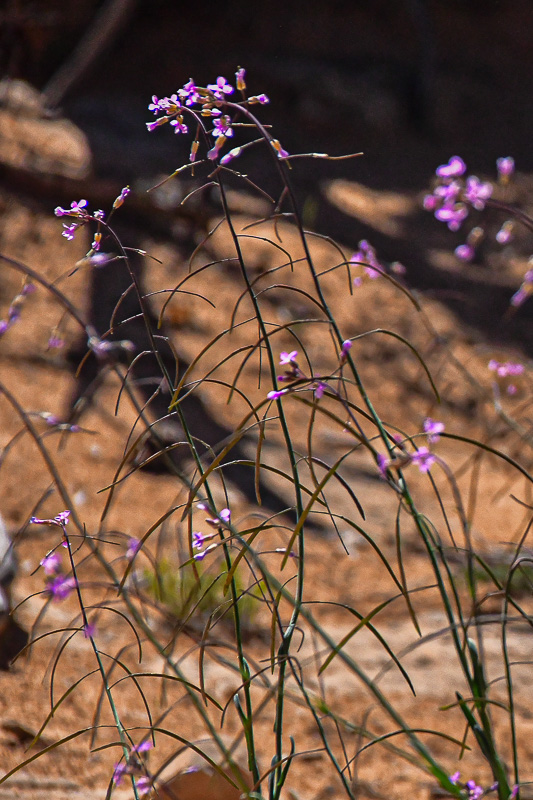 05 03 Possibly Lemmon's rockcress Utah19-2-1363
