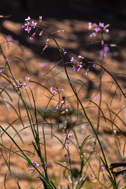 05 03 Possibly Lemmon's rockcress Utah19-2-1364