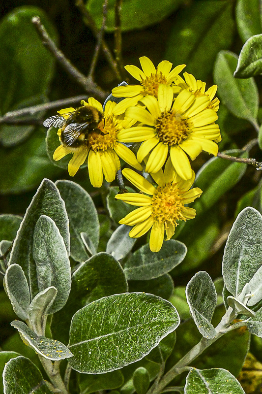06 15 A Scottish bumble bee 5266