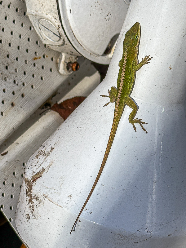2024 11 18 November's Anole i1811