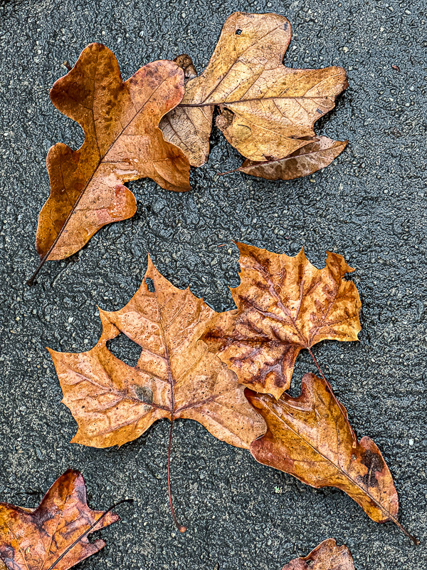 2024 11 19 Post oak and sycamore leaves i1823