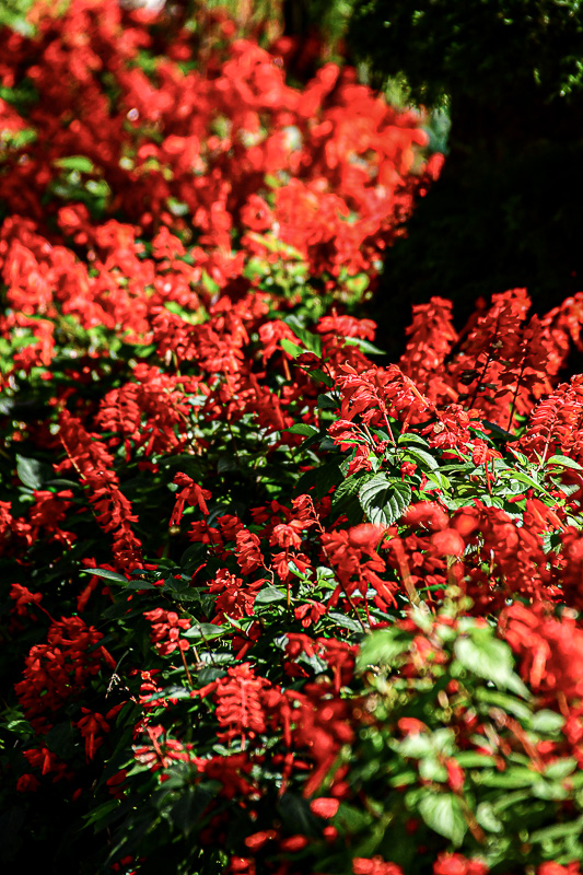 09 05 Salvia India-2-2565