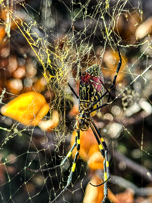 2024 11 22 Female Joro spider in November i1907